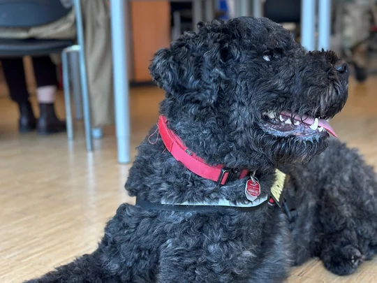 Therapiehund Malte  Therapiehund Malte