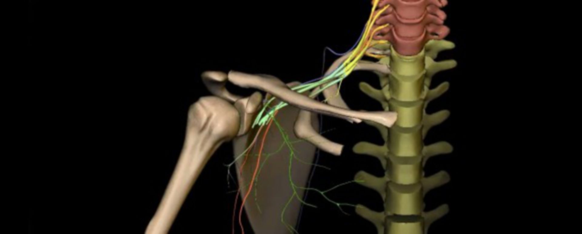 Obere Extremität Plexus brachialis Nicht Endäste 4 4 3D DocCheck