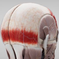 Musculus Occipitofrontalis Doccheck Flexikon