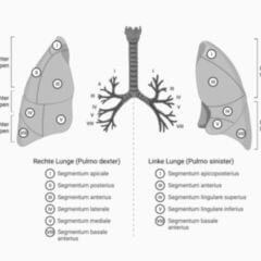 Lungensegment Doccheck Flexikon