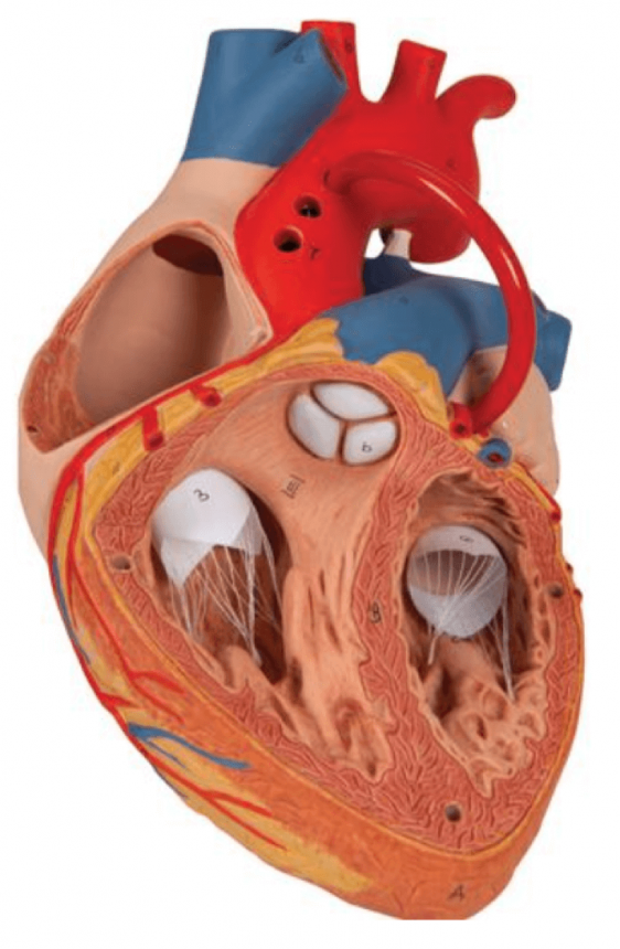 Mod Le Anatomique De Coeur Avec Pontage Coeur Circulation Sanguine