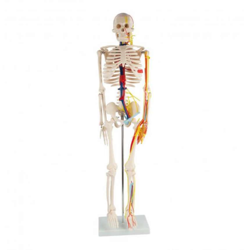 Anatomisches Skelett Modell Skelette Anatomische Modelle