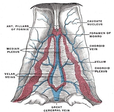 Vena thalamostriata superior DocCheck Flexikon