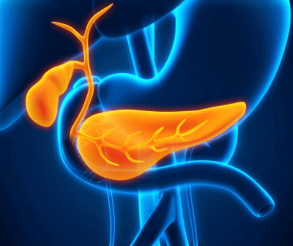 Grafik Bauchspeicheldrüse oder Pankreas