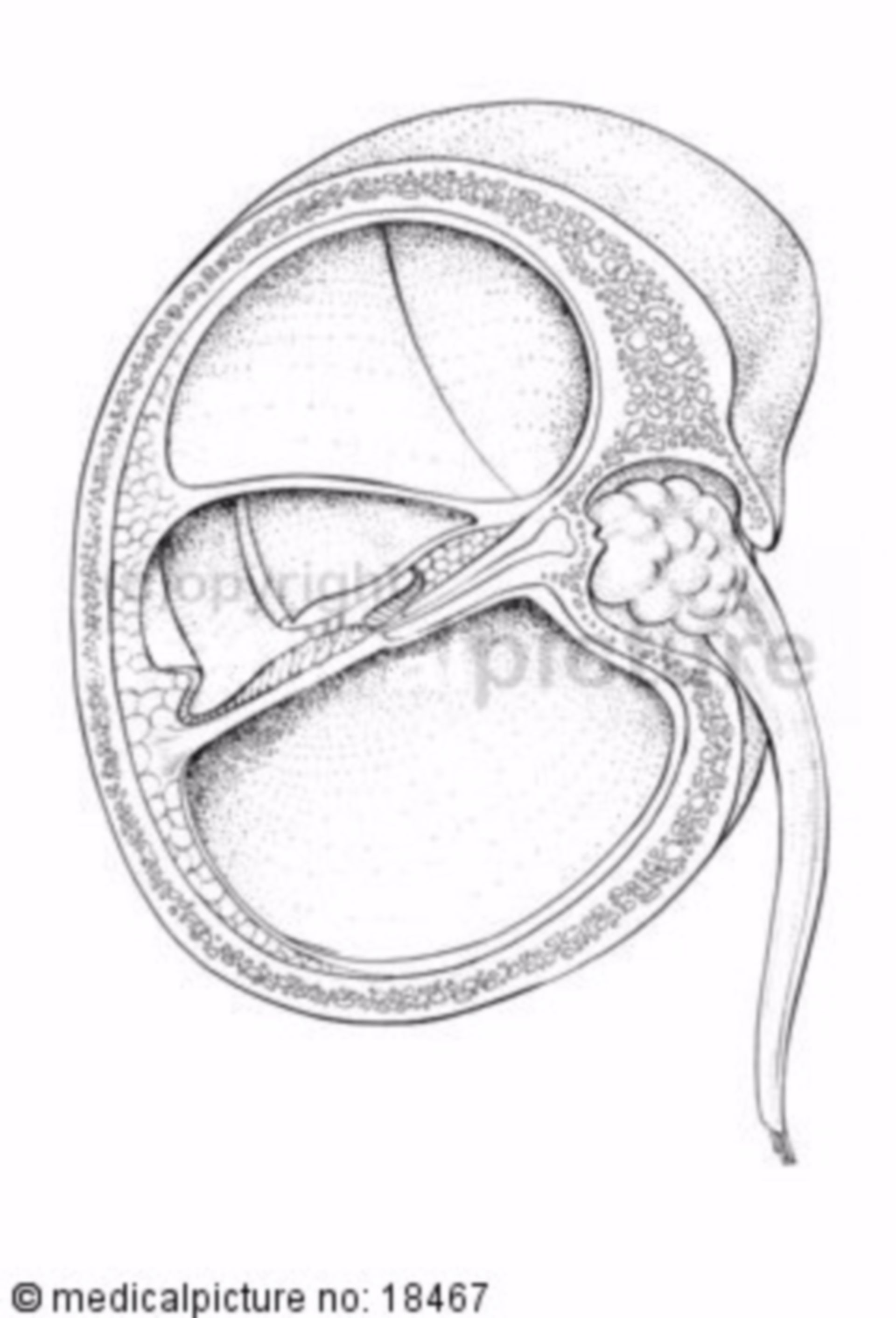  Innenohr, Corti - organ, organon spirale 
