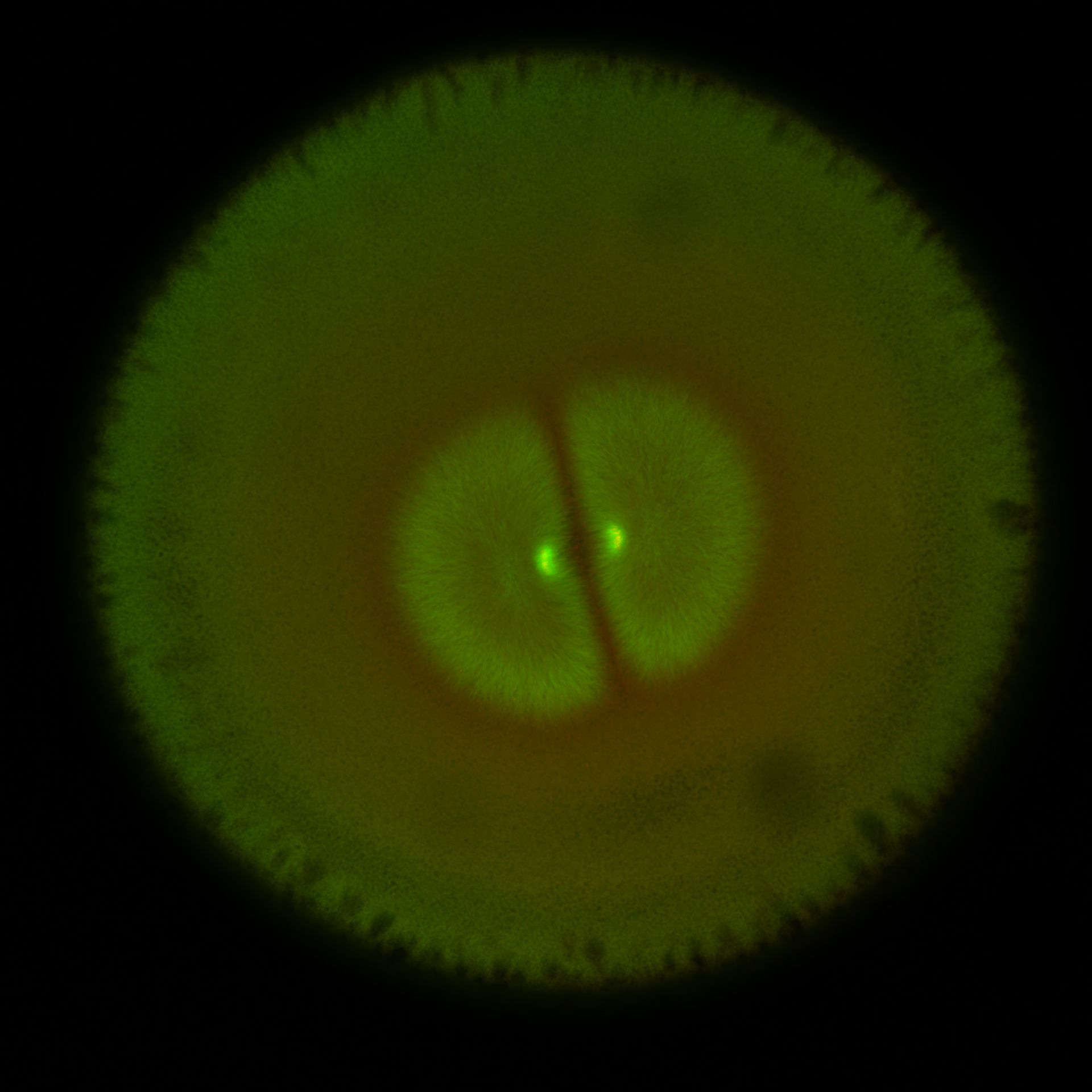 Xenopus laevis (DNA) - CIL:36577
