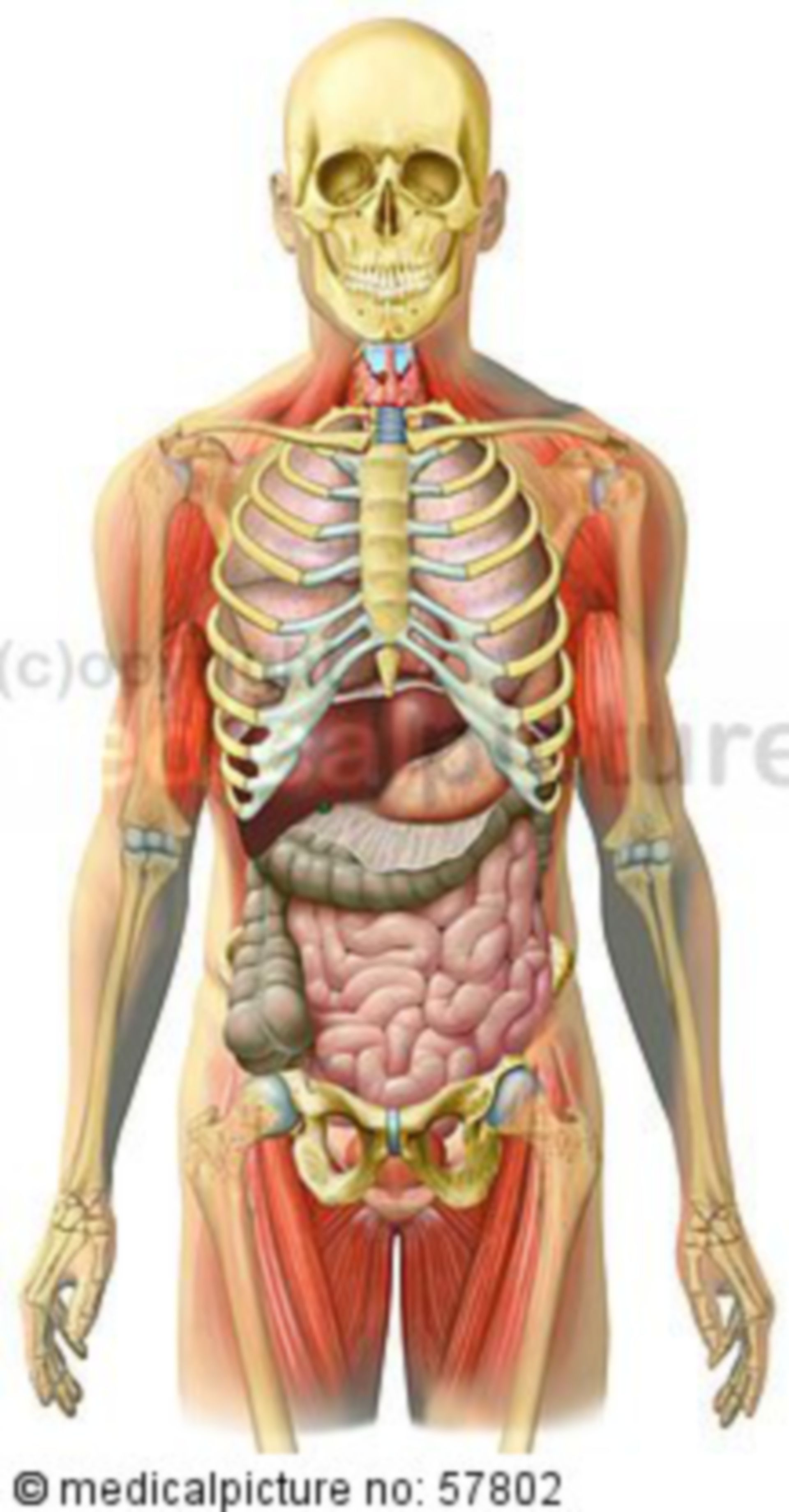 Anatomical illustrations - skeleton with pectoral, abdominal, & and pelvic intestines, skeletal muscles