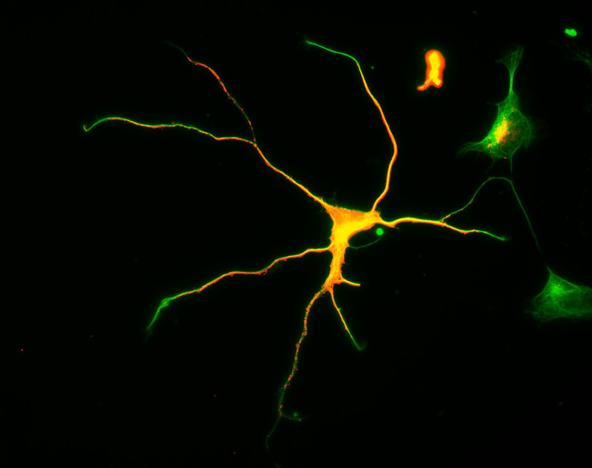 Rattus (Dendrite) - CIL:8265