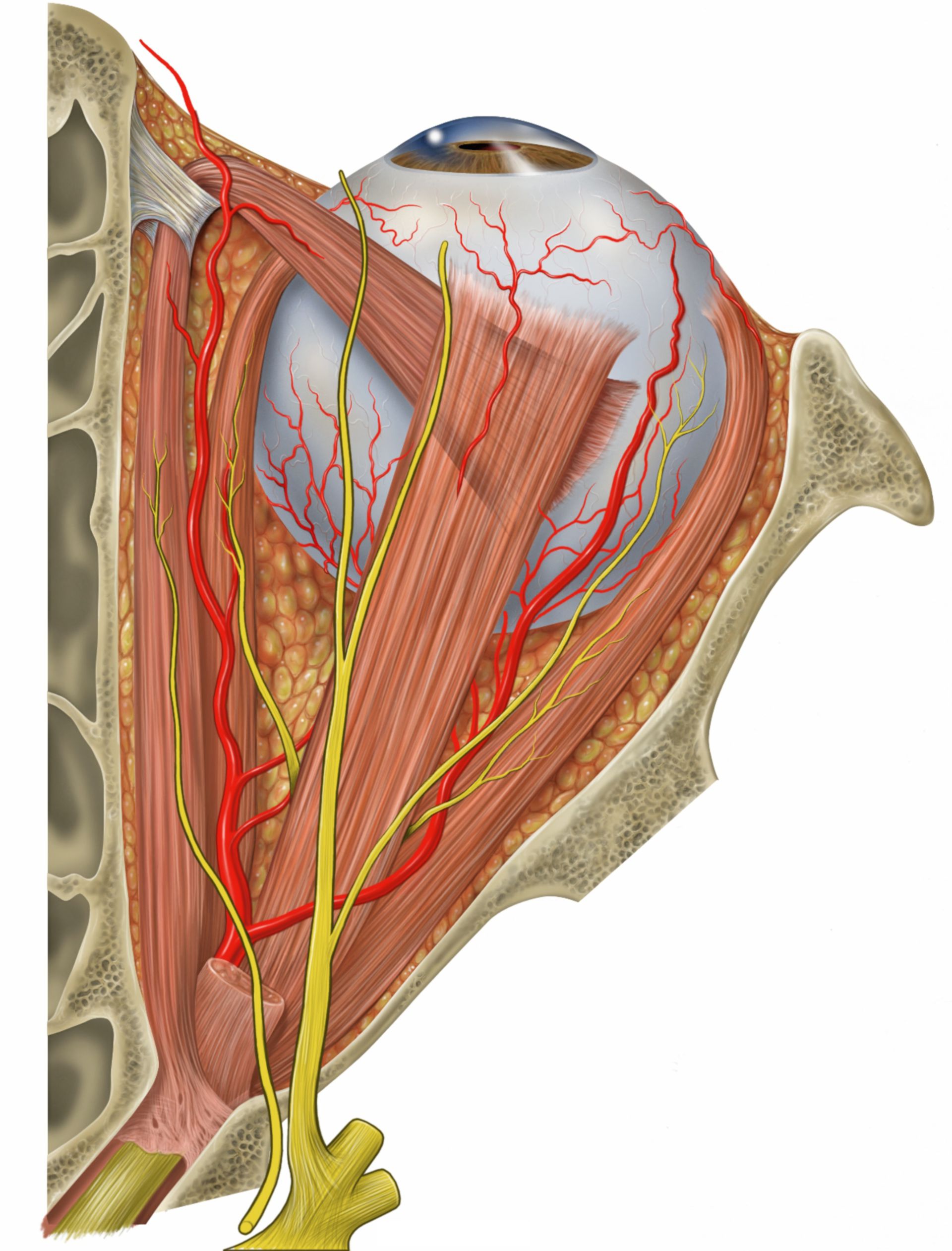 Anatomie des rechten Auges von oben (Illustration)