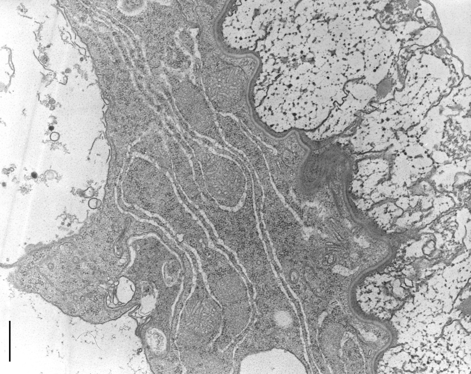 Nassula (Tubular mitochondria) - CIL:9833