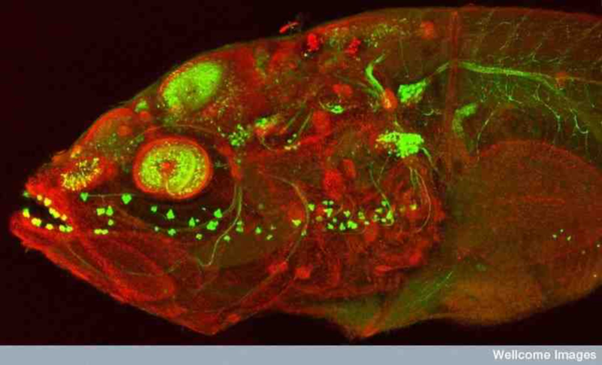 Best Fishes!  Image of the Week - September 22, 2013