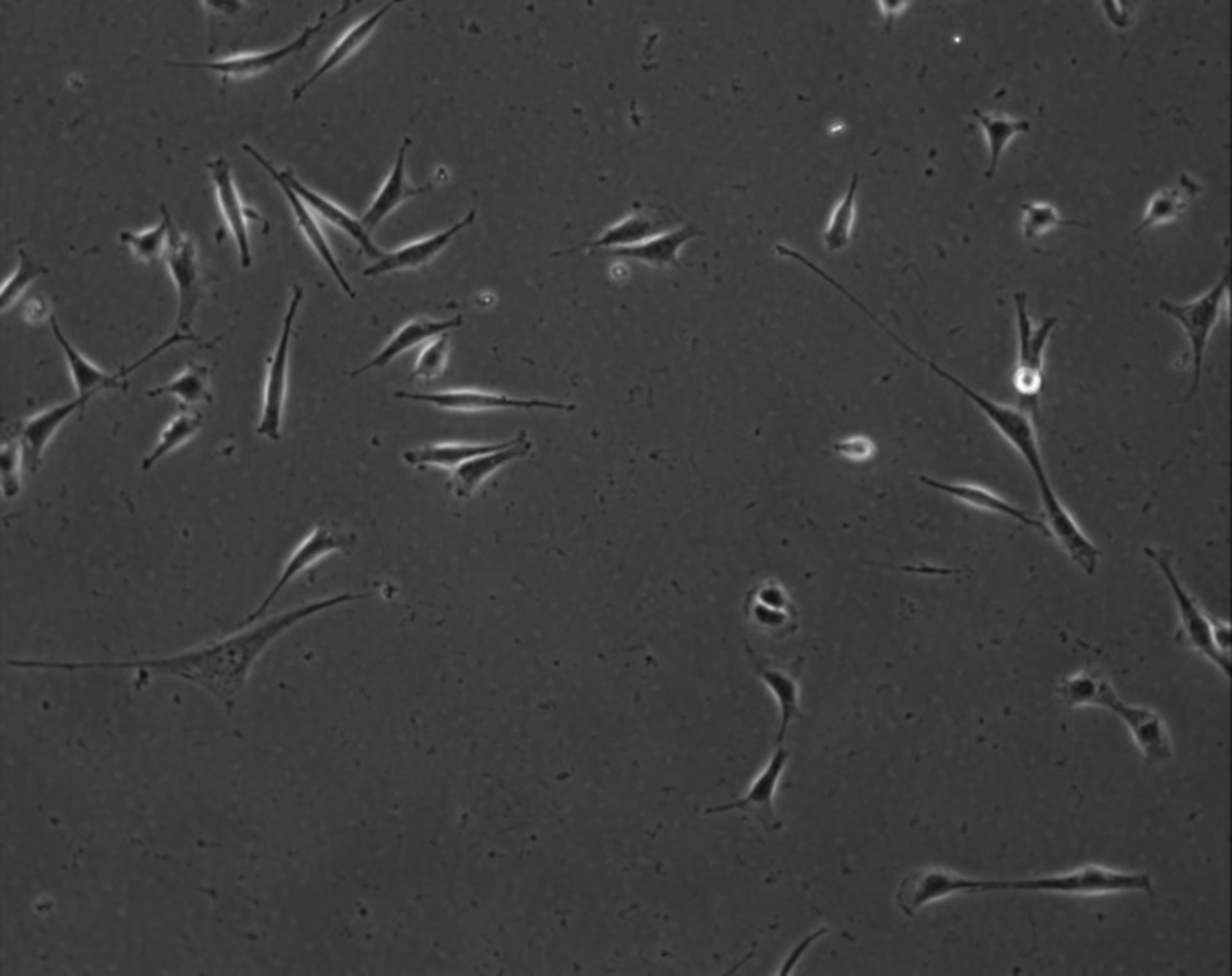 Mus musculus (Extracellular matrix part) - CIL:8858