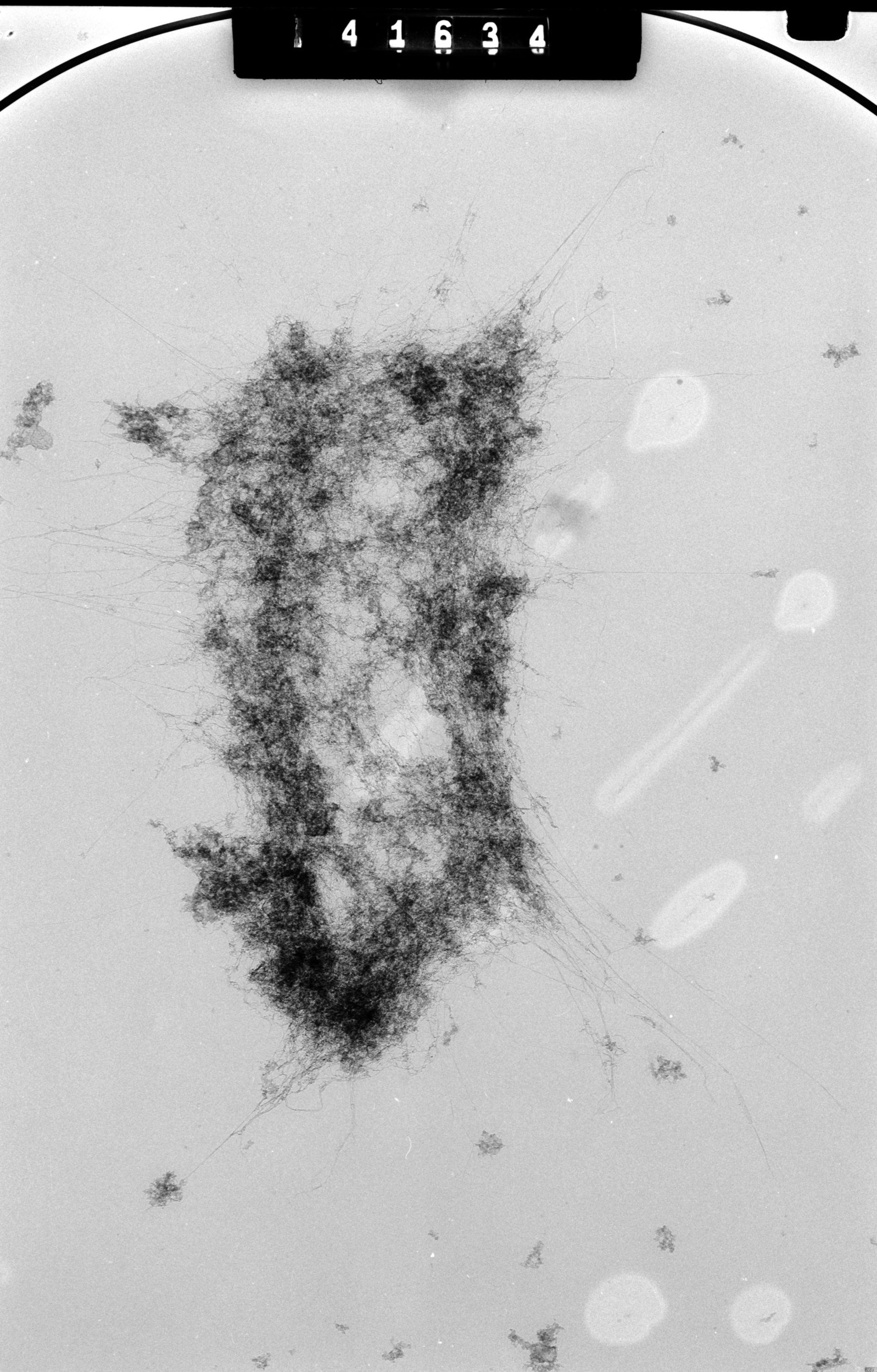 Mus musculus (Nuclear chromosome) - CIL:40691