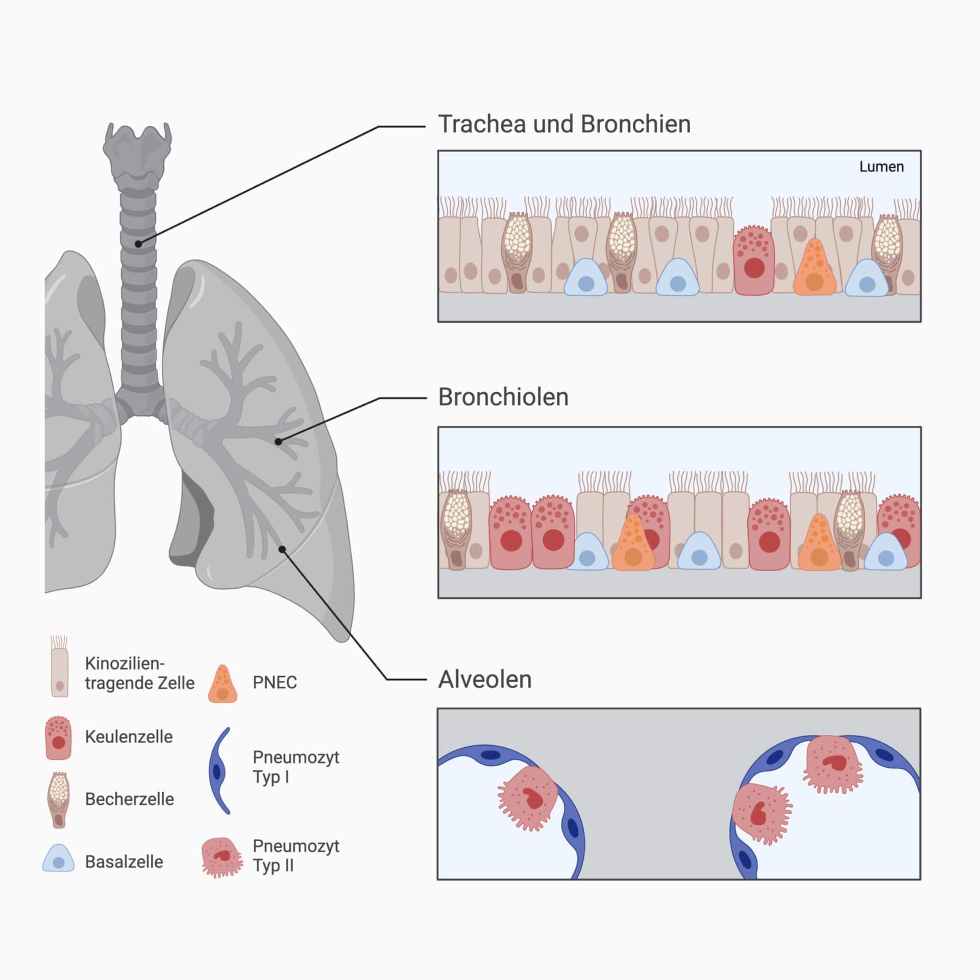 Respiratorisches Epithel