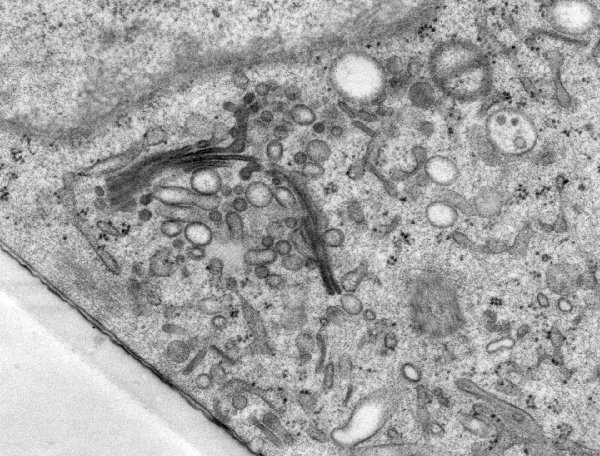 Rattus norvegicus (Golgi cisterna) - CIL:24525