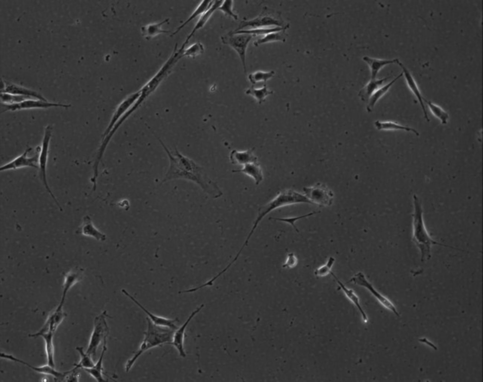 Mus musculus (Extracellular matrix part) - CIL:8993