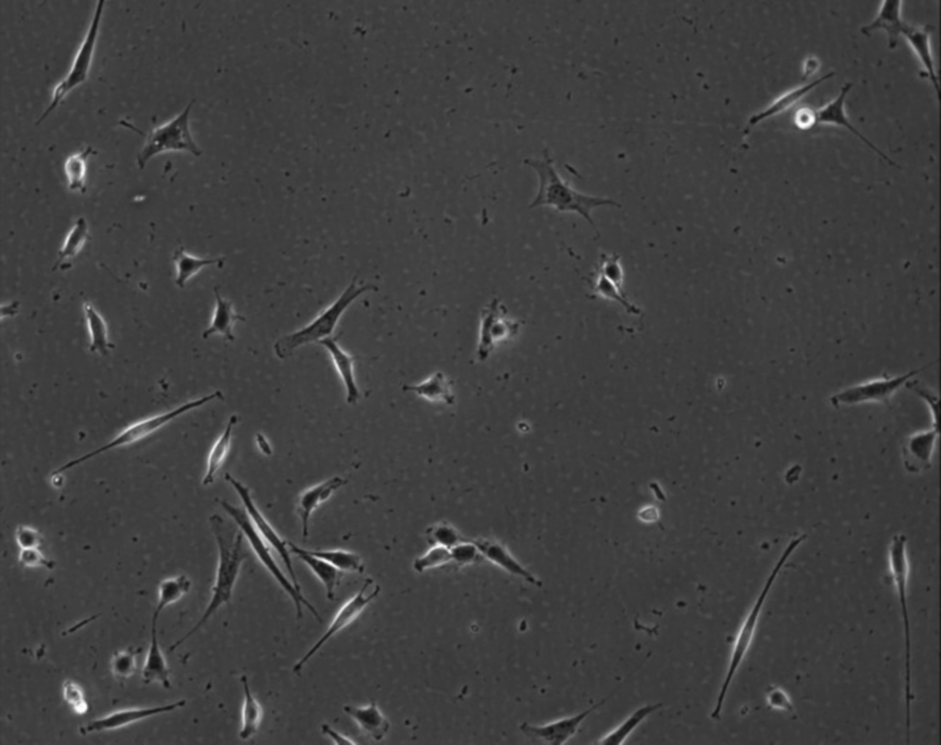 Mus musculus (Extracellular matrix part) - CIL:8962