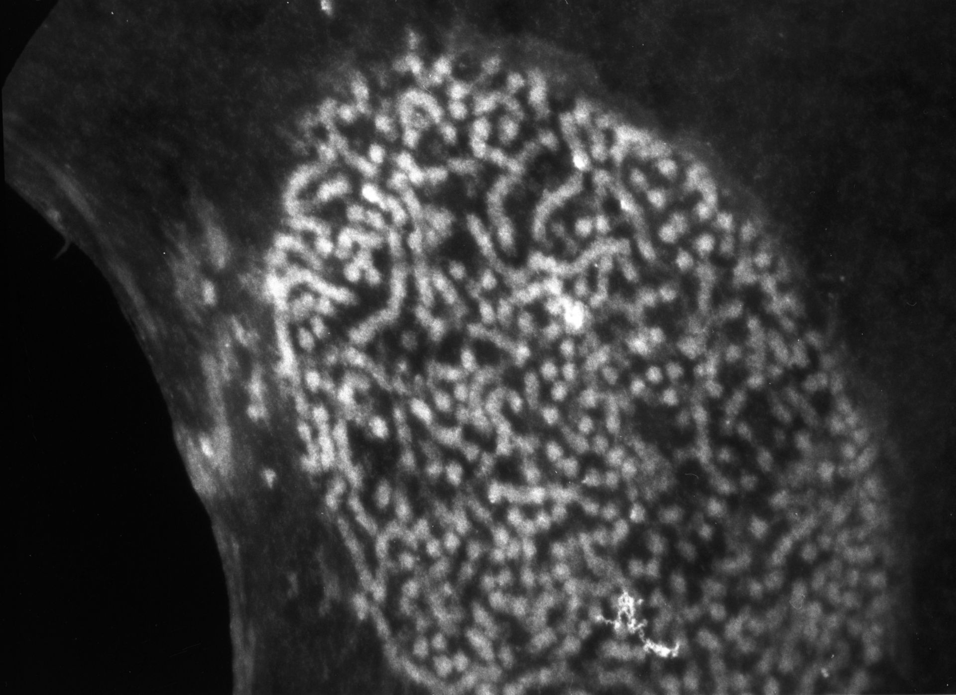 Patiria miniata (Nuclear chromatin) - CIL:777