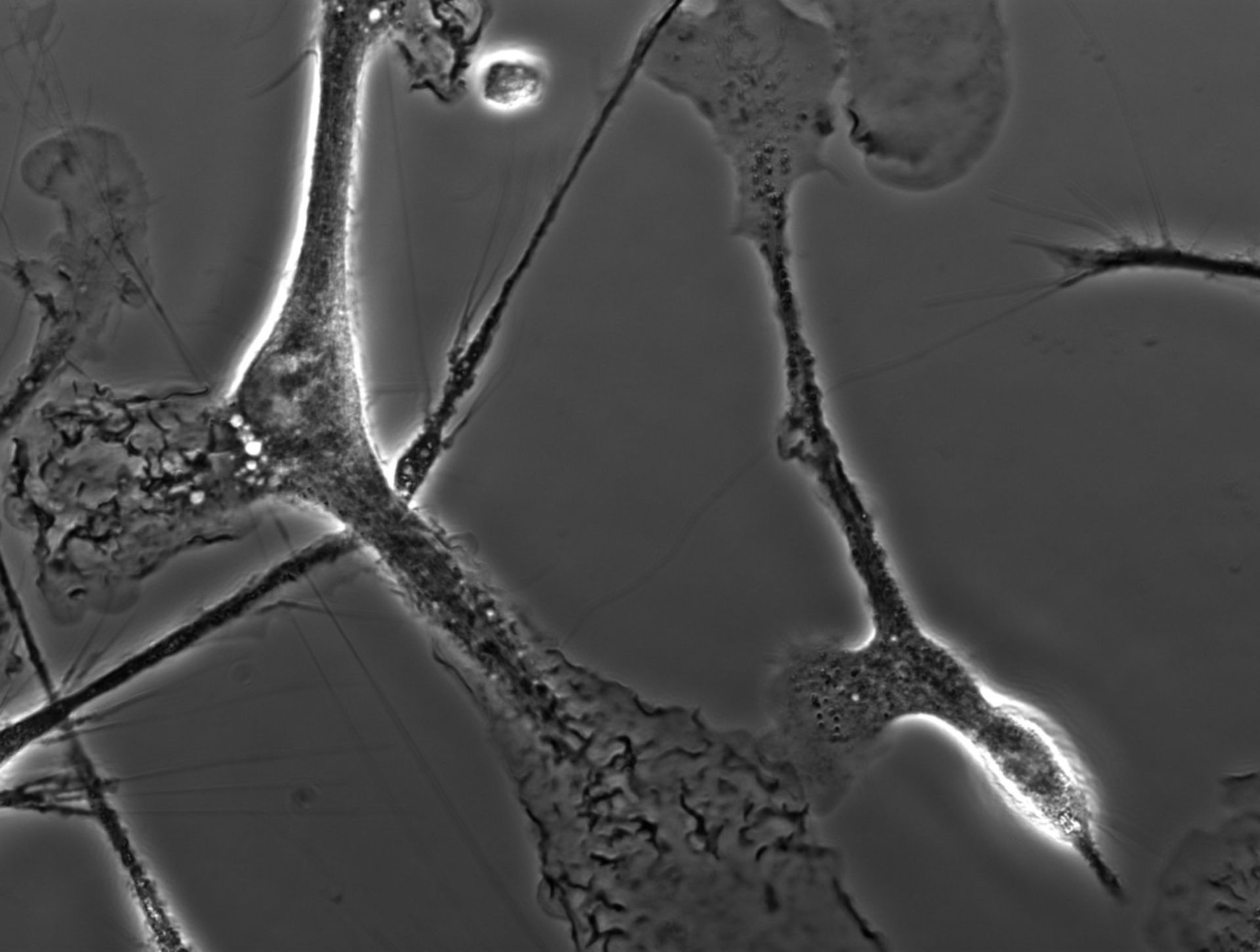 Mus musculus (Ruffle membrane) - CIL:35130