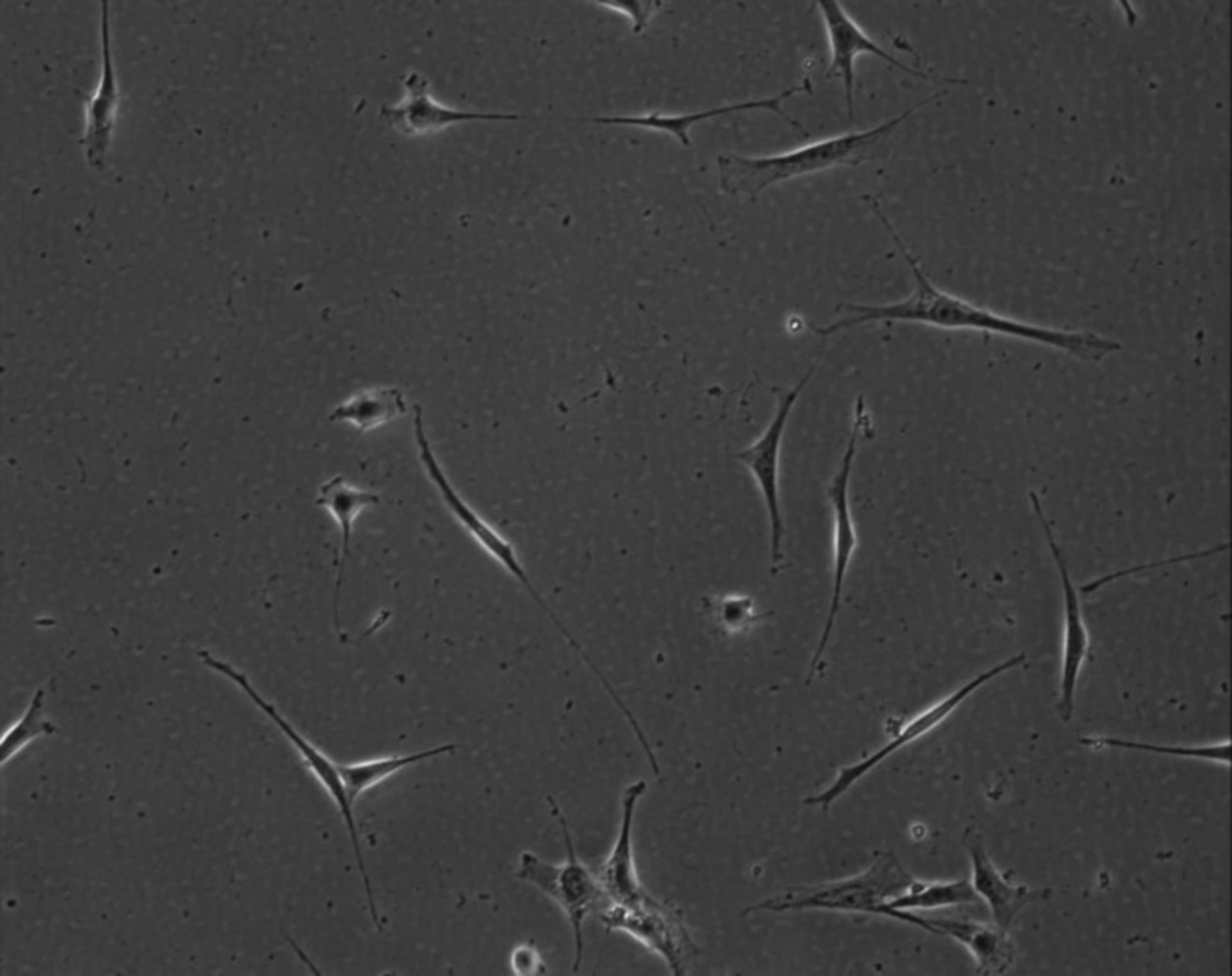 Mus musculus (Extracellular matrix part) - CIL:8971