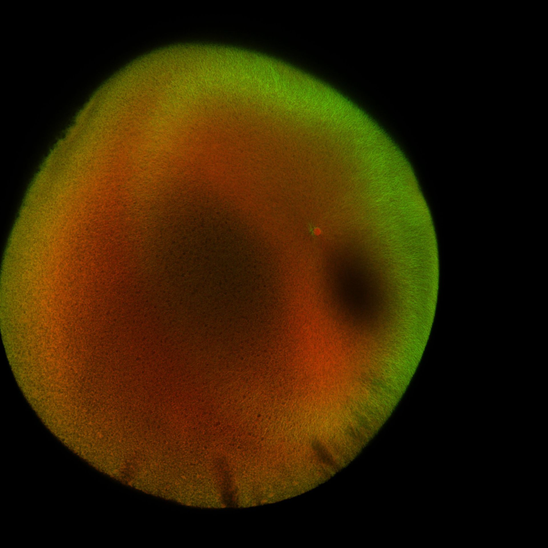 Xenopus laevis (DNA) - CIL:36482