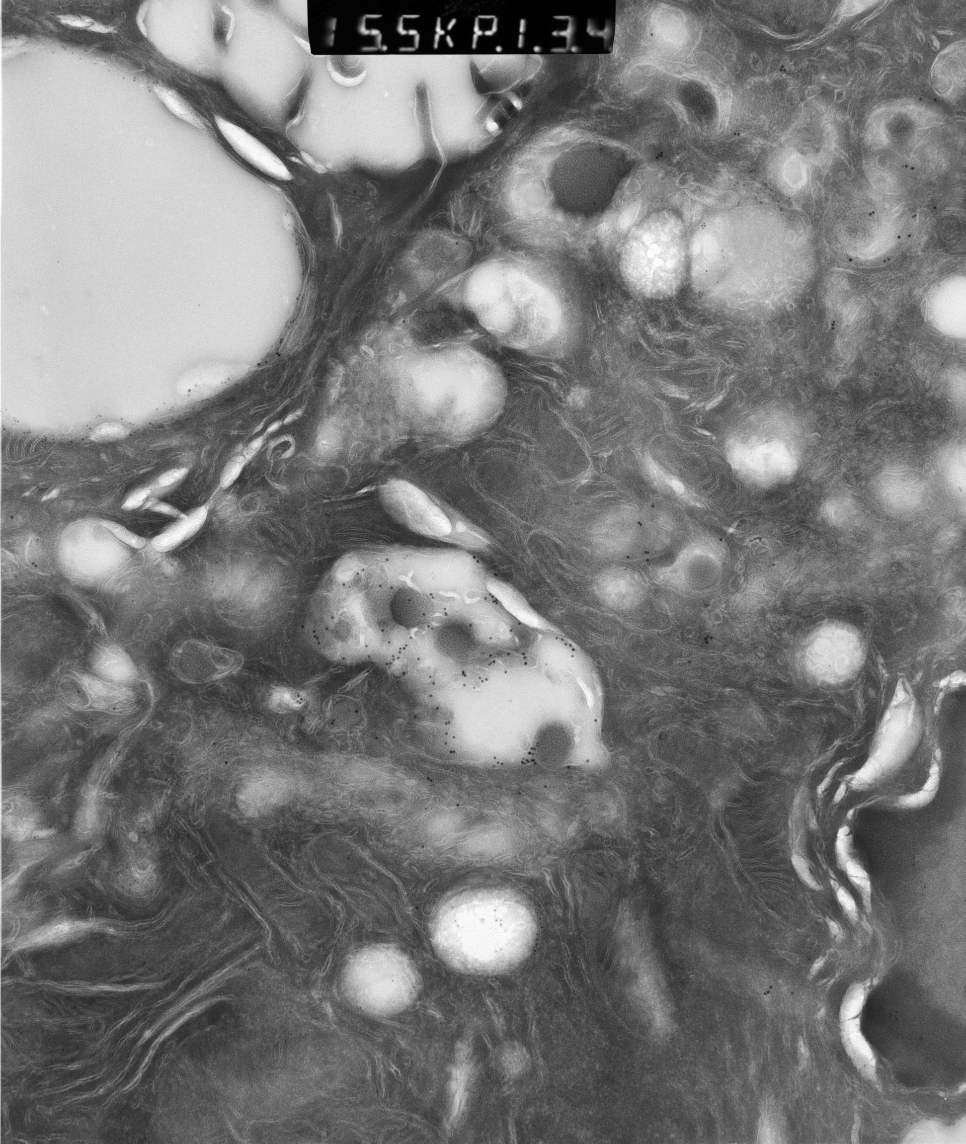 Rattus rattus (Mitochondrion) - CIL:12912