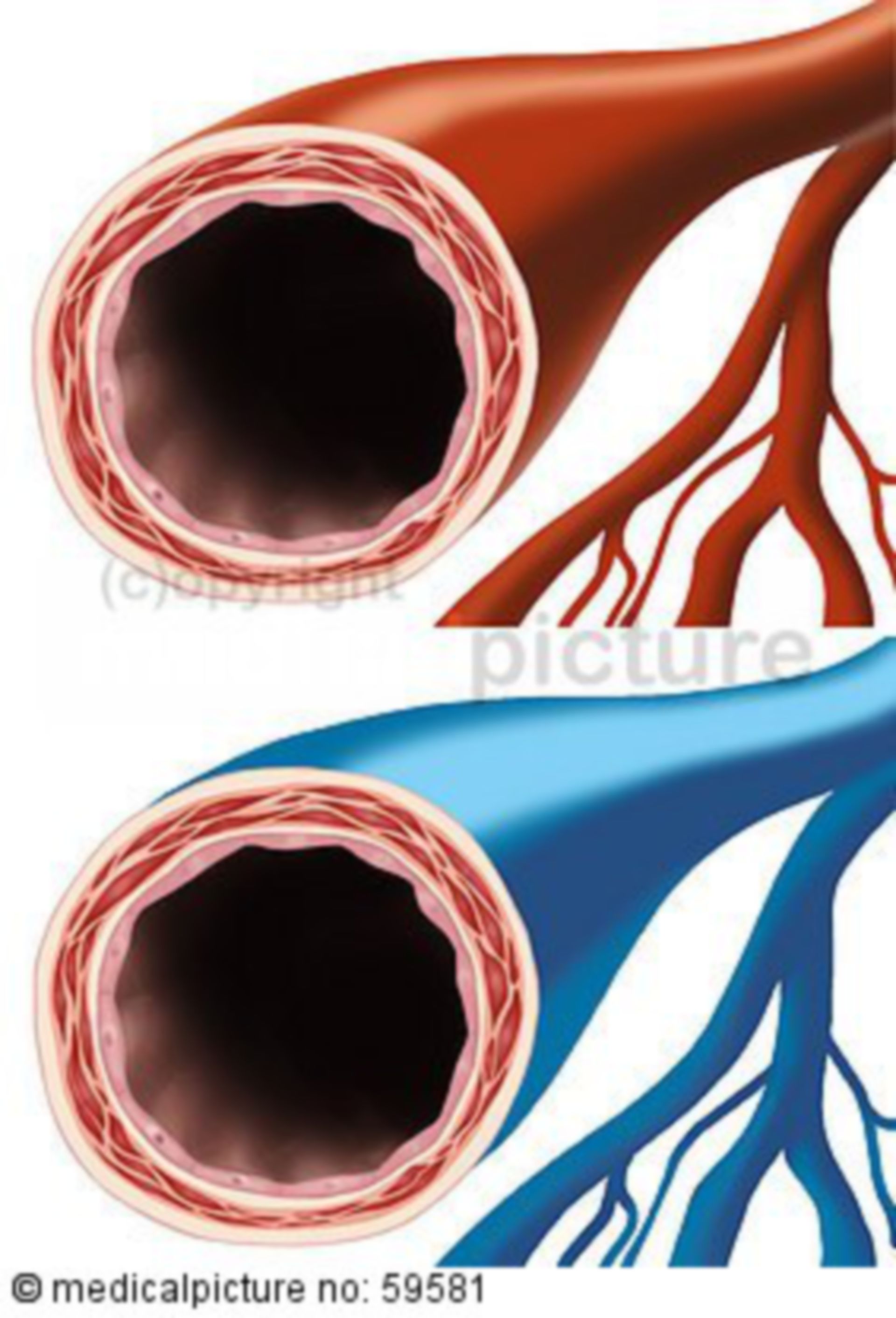 Artery and vein