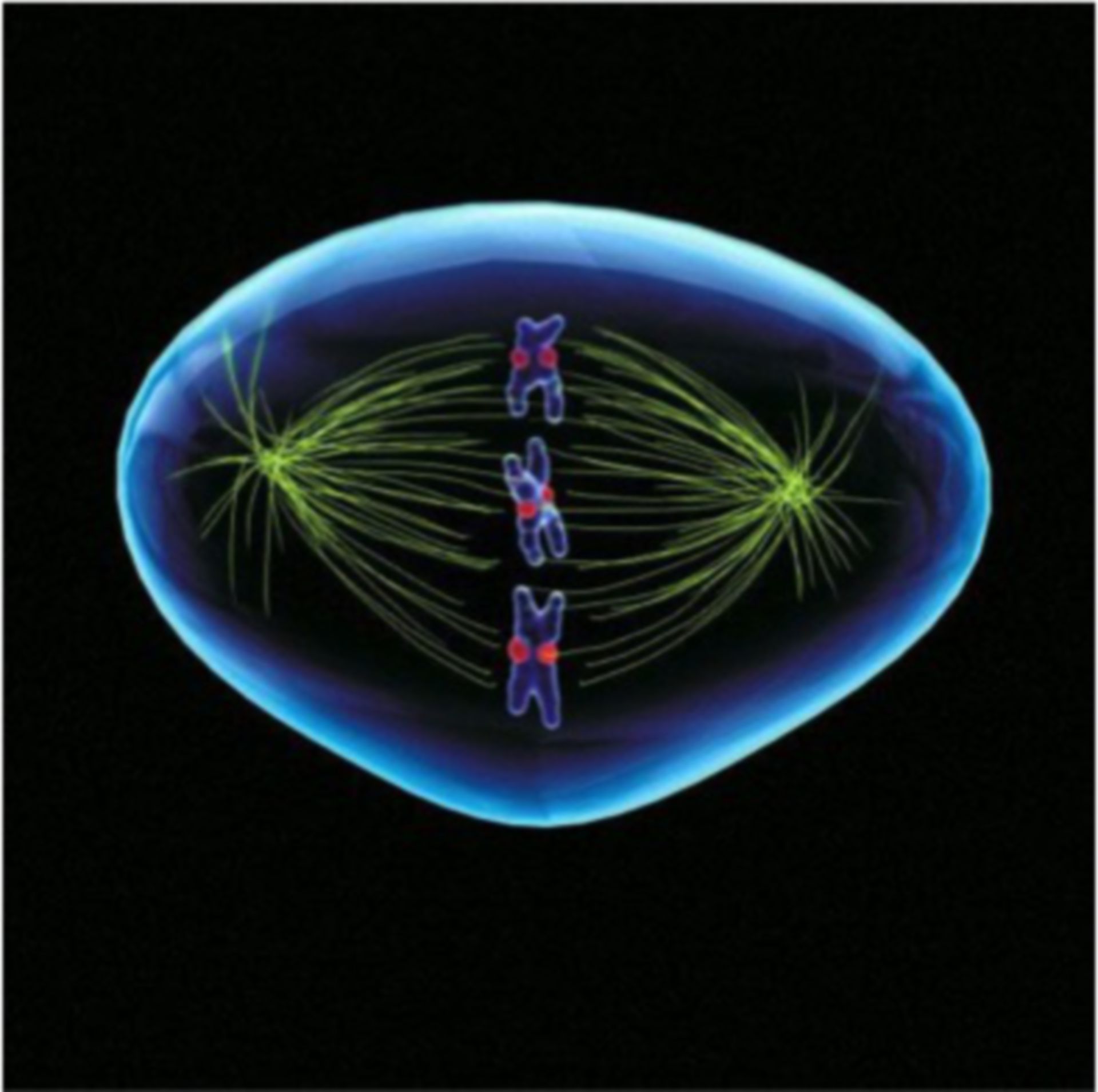 Illustration einer Zelle in der Metaphase