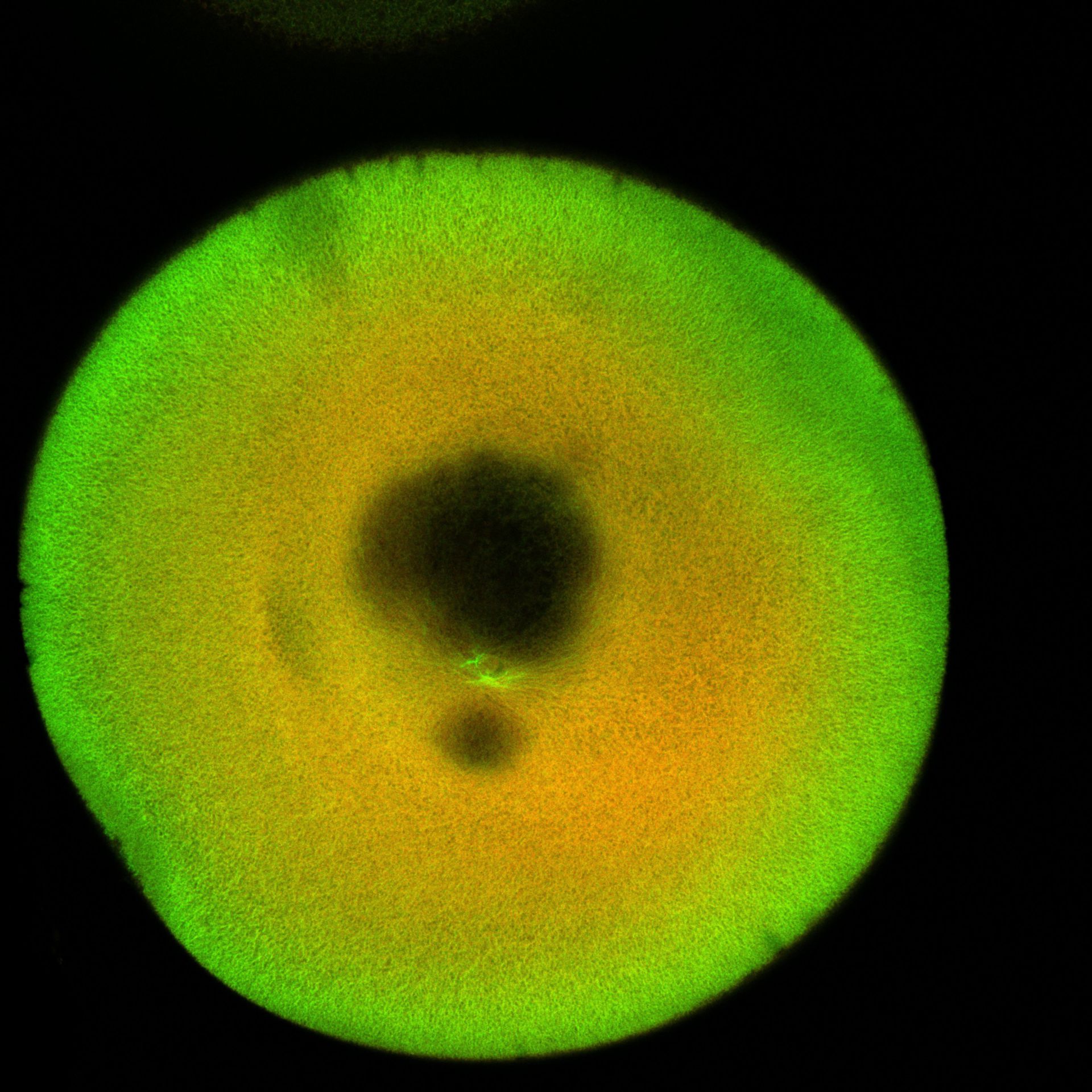Xenopus laevis (DNA) - CIL:36508