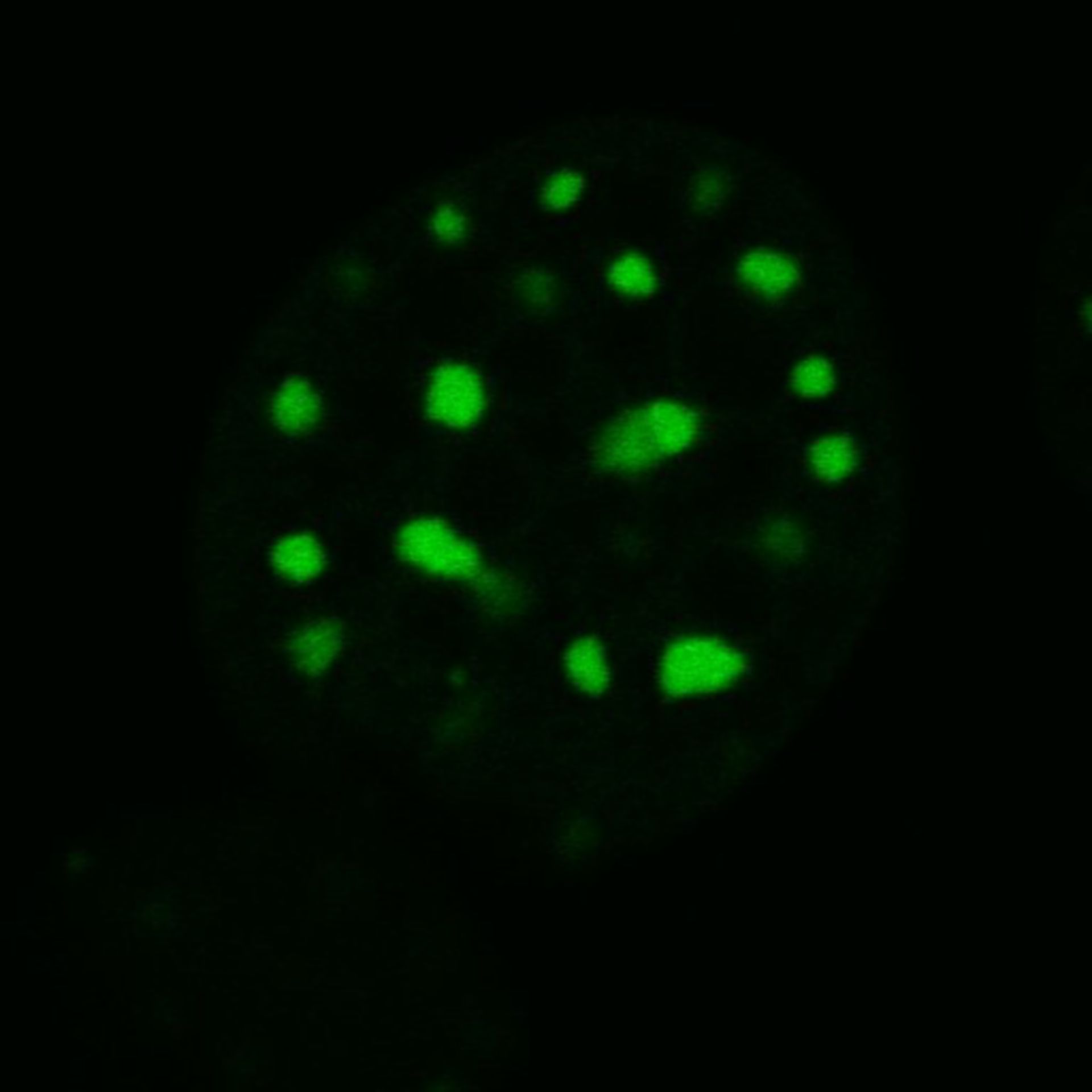 Mus musculus (Nuclear chromatin) - CIL:8041