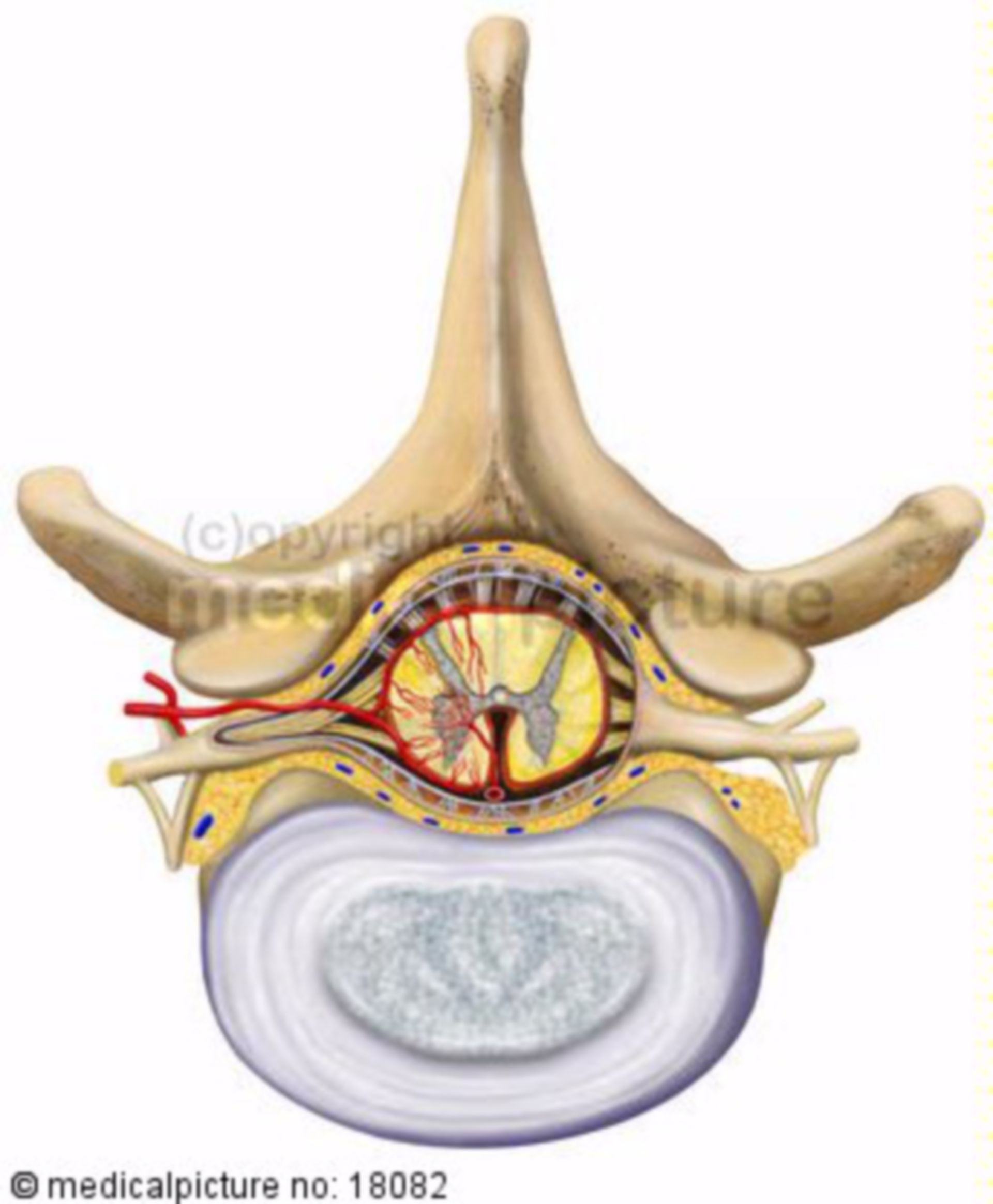 Vertebral segment with intervertebral disc