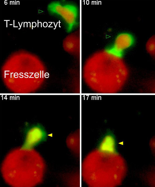 Abb. 2: Ein T-Lymphozyt wird nach Kontakt mit einer Fresszelle aktiviert. Jedes Bildfeld zeigt einen Zeitpunkt aus einer Videoaufnahme dieses Zusammenspiels zwischen den beiden Zellen. Quelle: umg/imsf göttingen 
