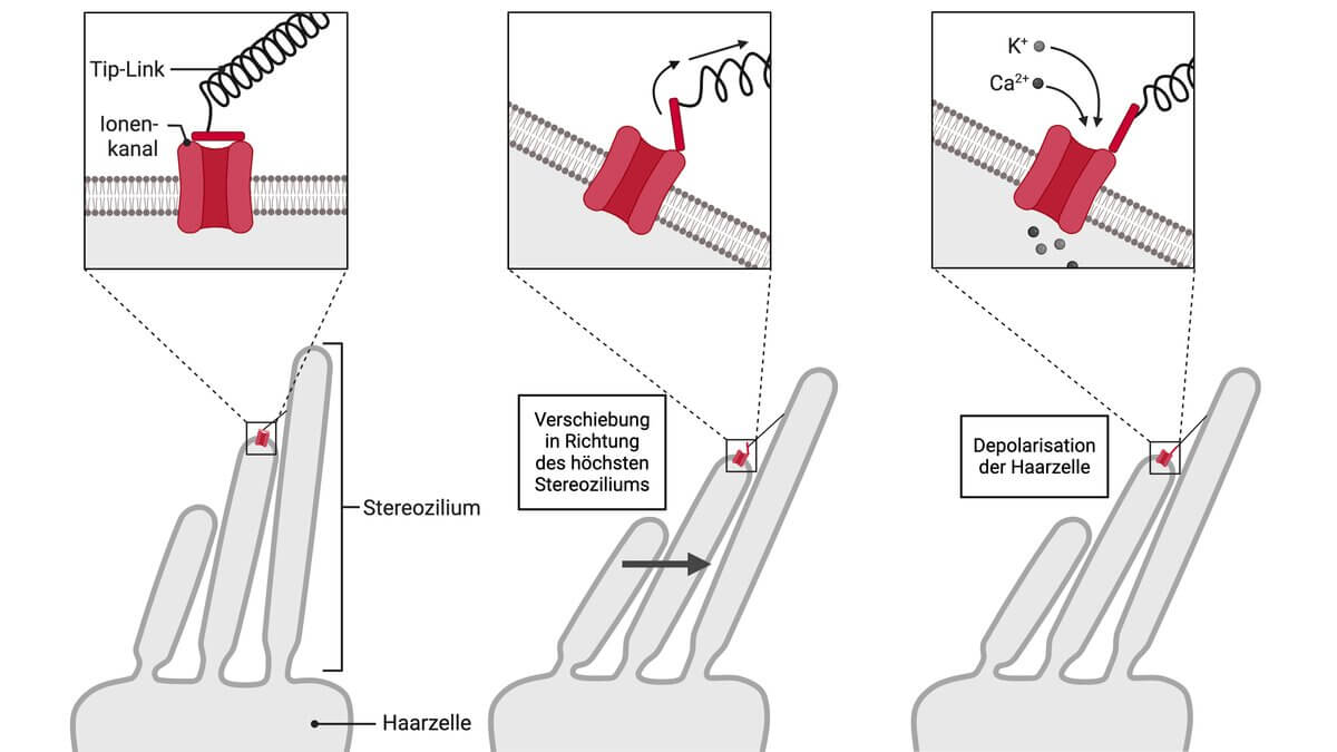 Mechano-elektrische Transduktion