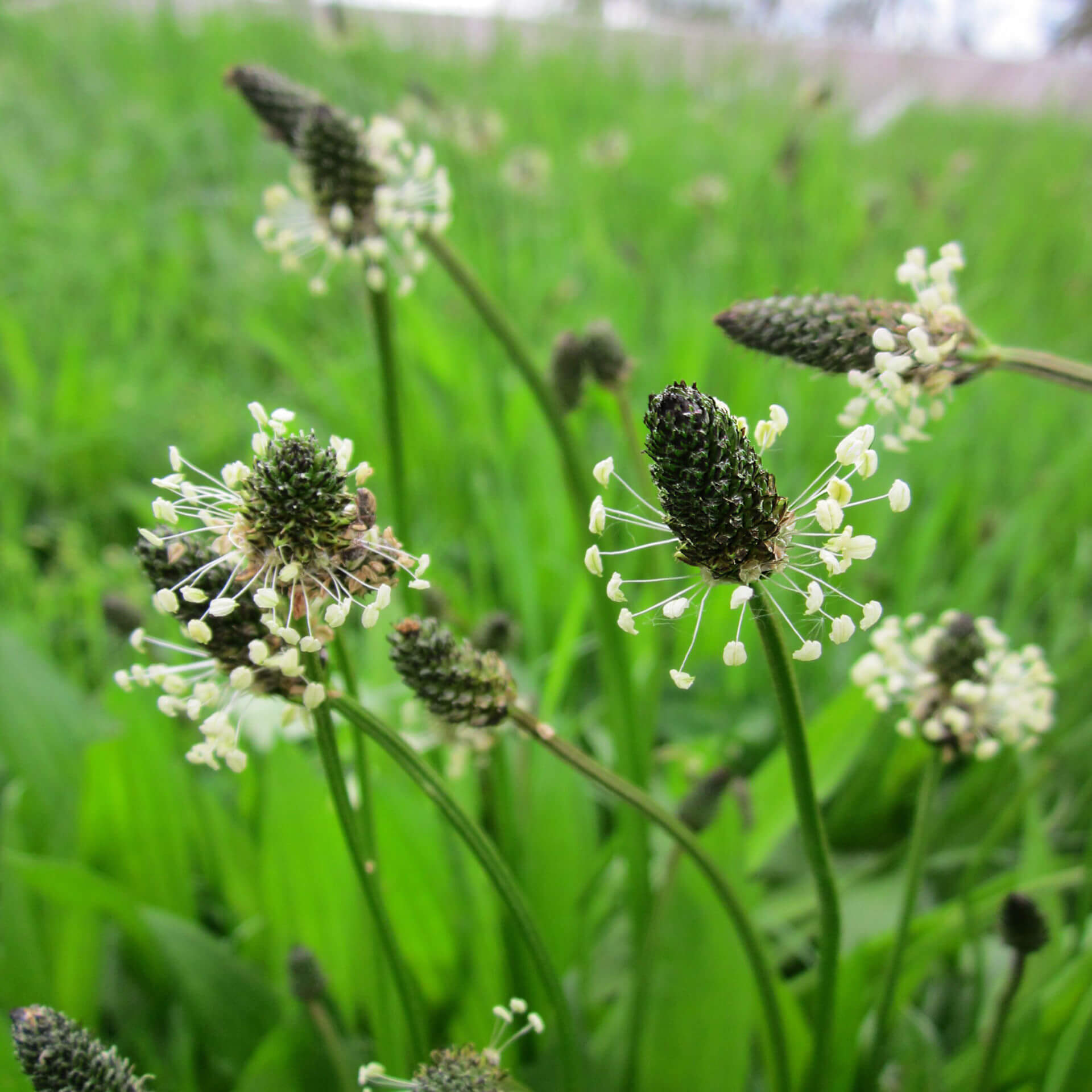 Spitz-Wegerich – Plantago lanceolata L.