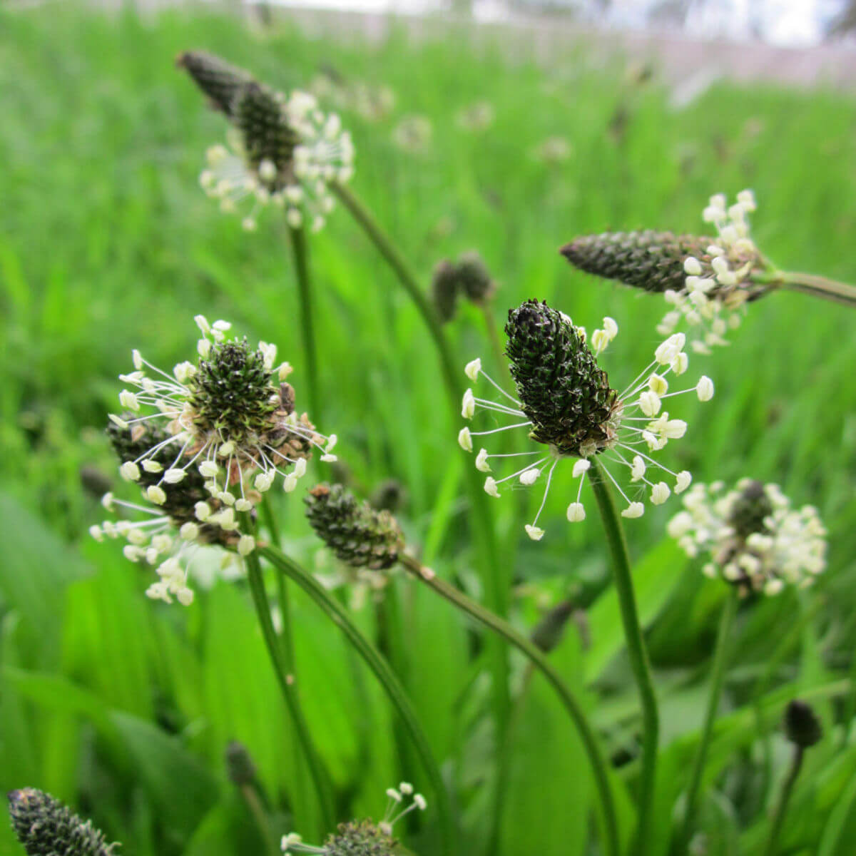 Spitz-Wegerich – Plantago lanceolata L.