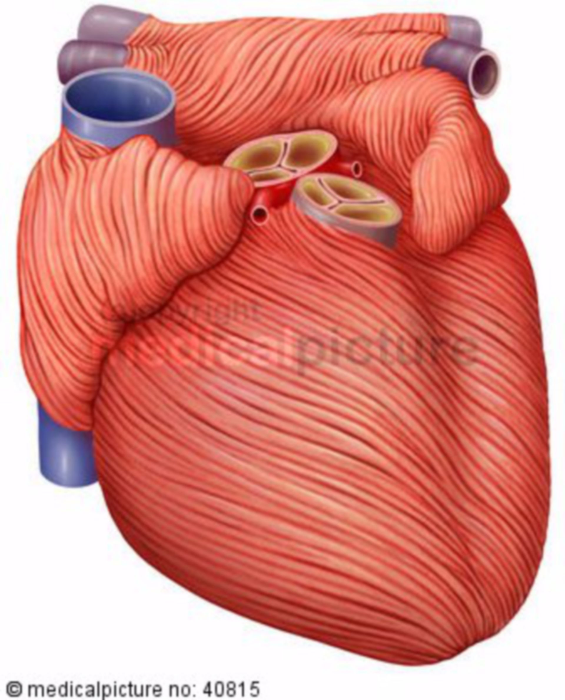 Heart musculature, myocardium