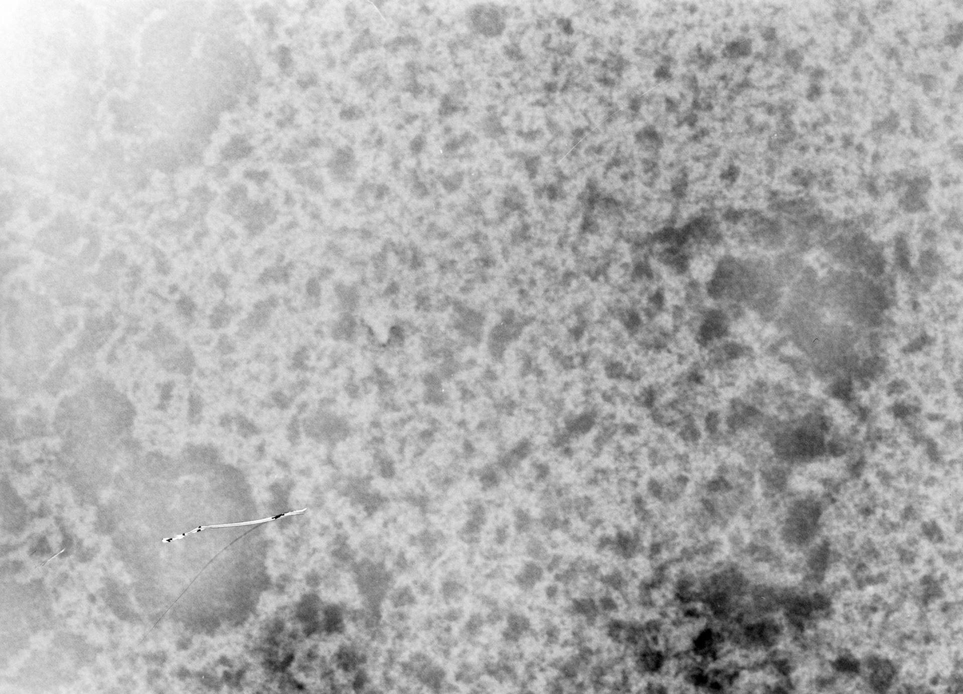 Notopthalmus viridescens (Nuclear chromatin) - CIL:9531