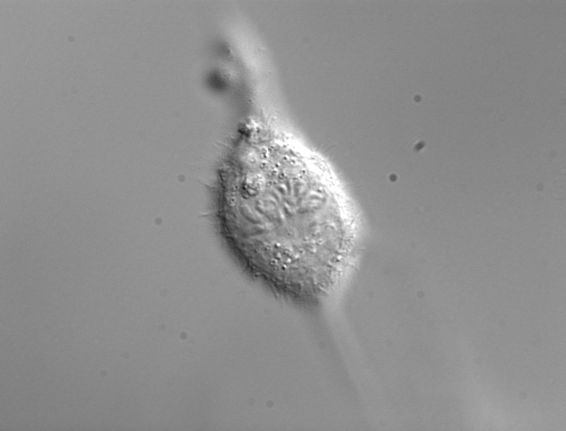 Homo sapiens (Retinal pigment epithelium) - CIL:25707