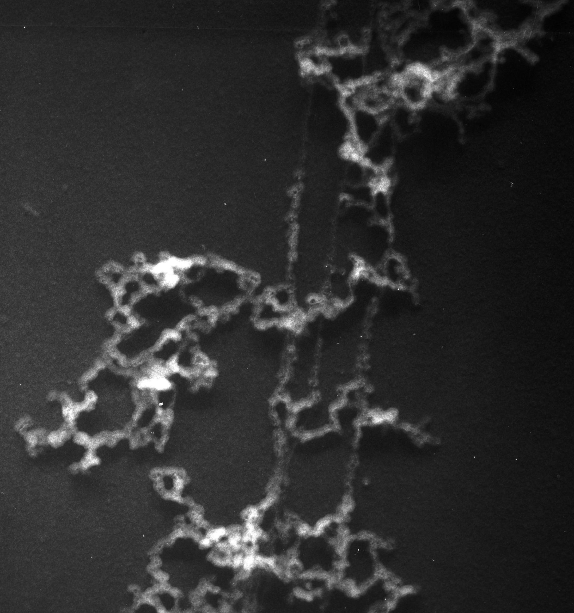 Gallus gallus (Nuclear chromatin) - CIL:10425