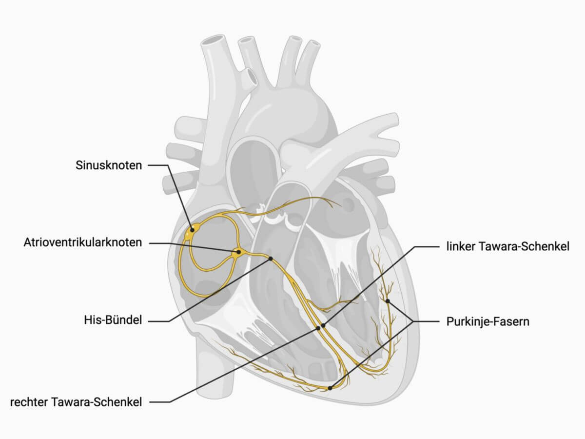 Erregungsleitungssystem des Herzens