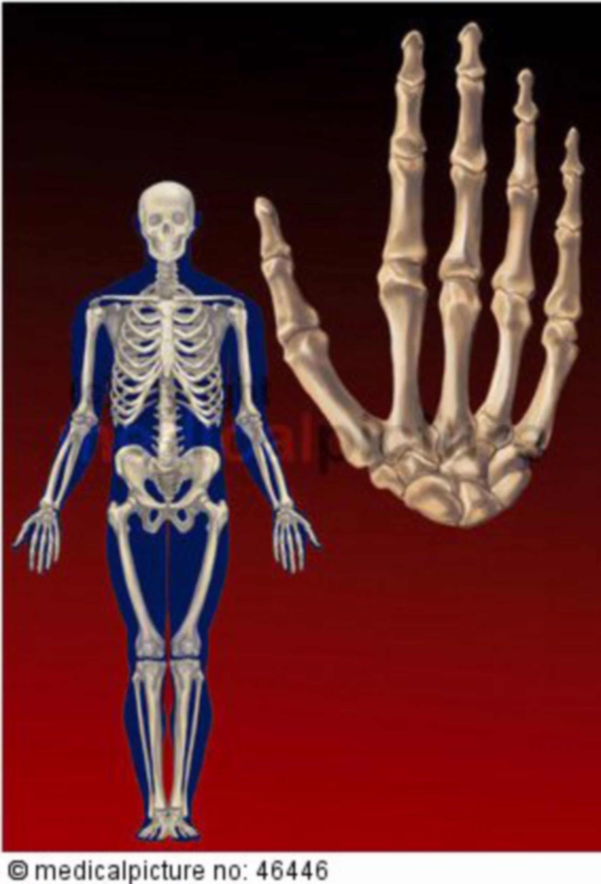  Meschliches Skelett und Handknochen 
