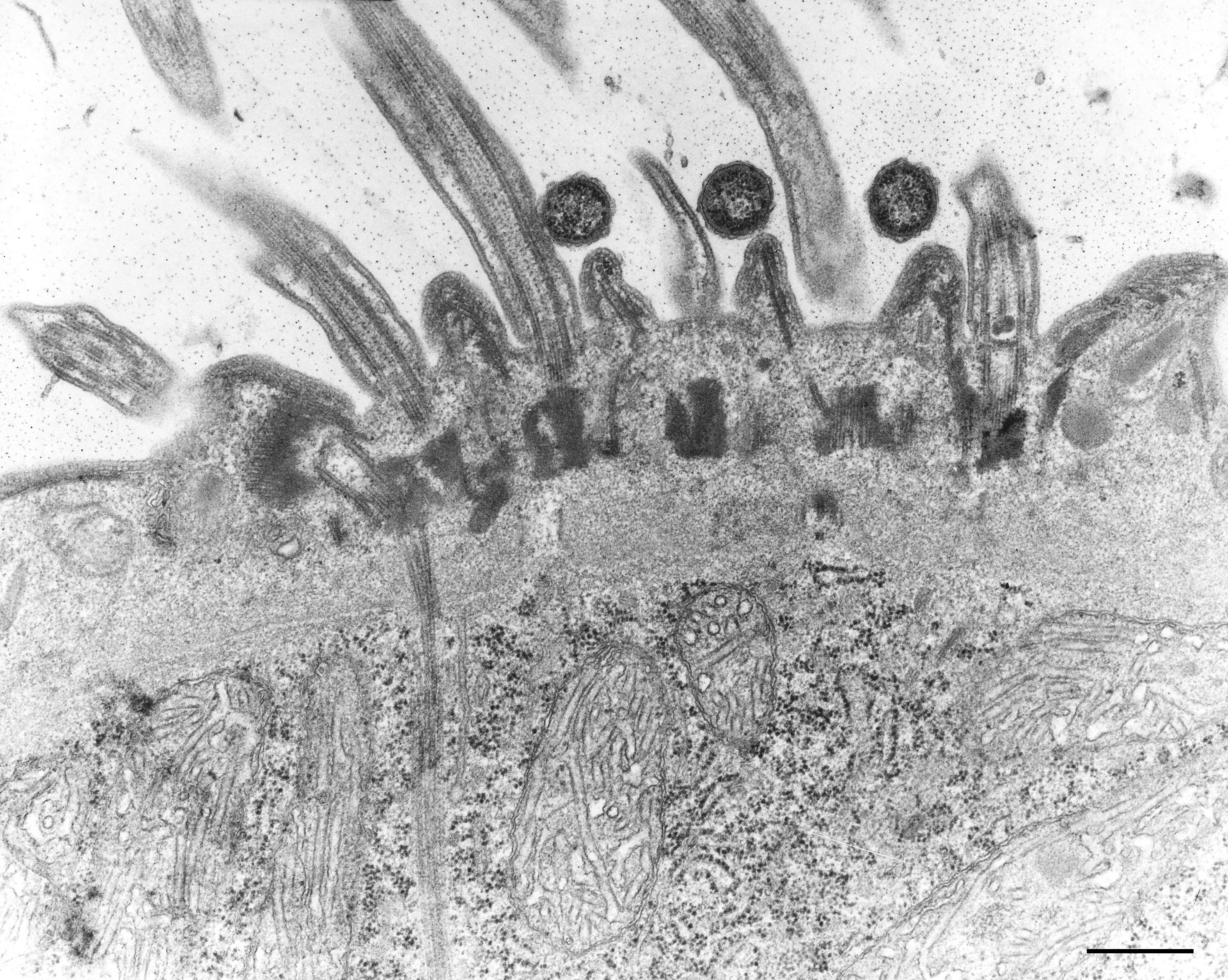 Didinium nasutum (Mitochondrion) - CIL:10012