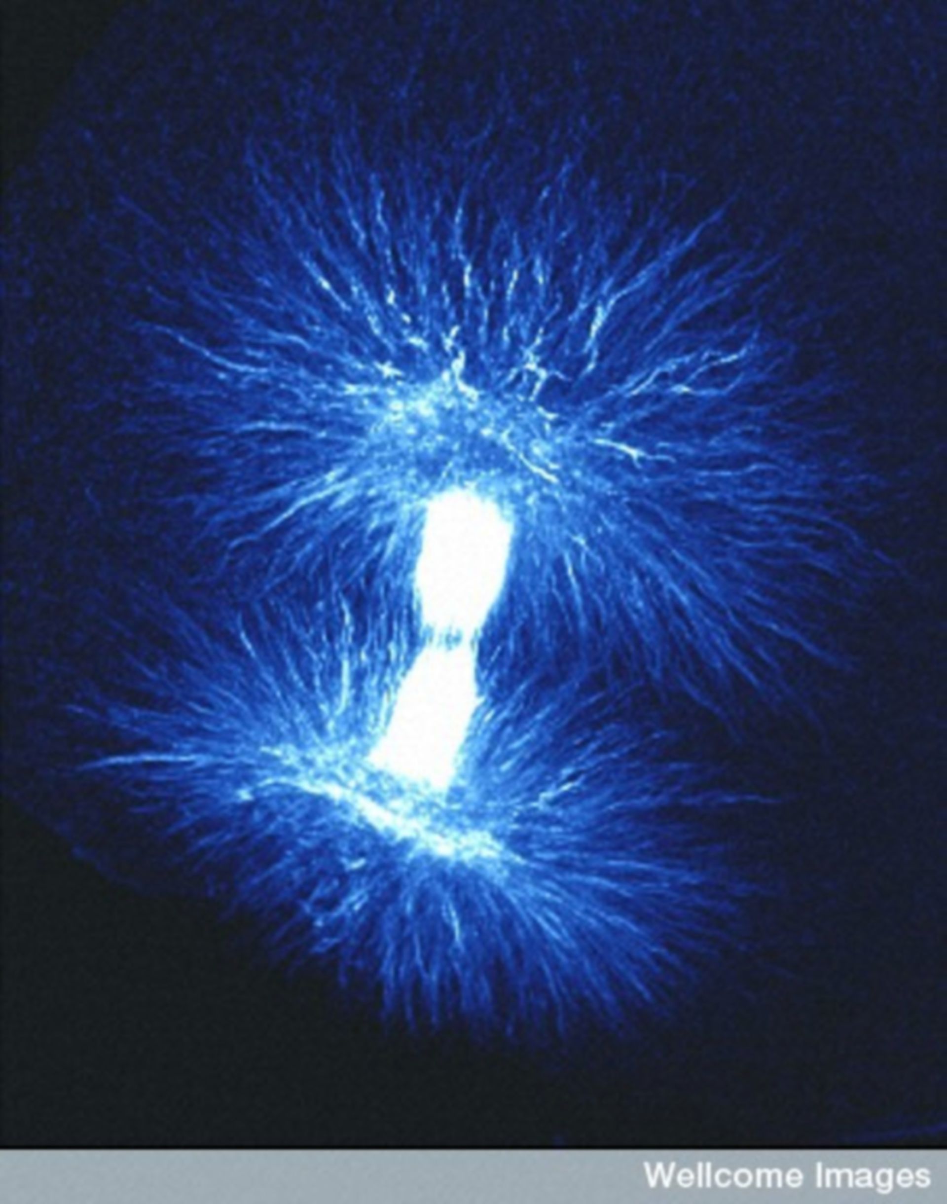 Mitosis! Image of the Week - June 9, 2014 