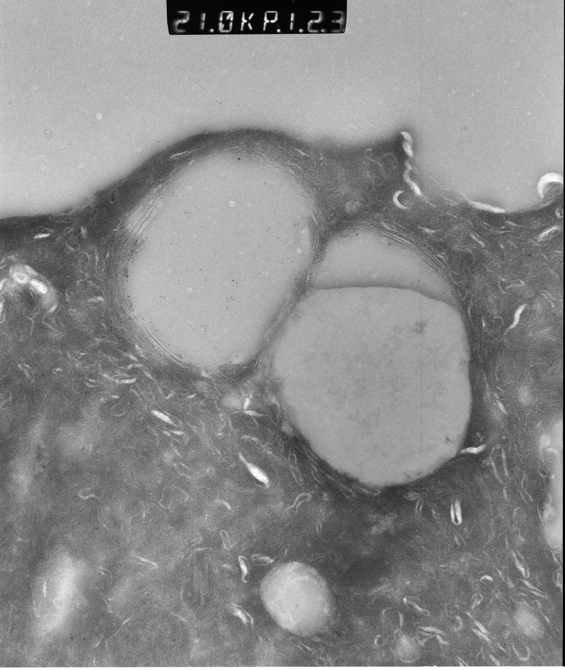 Rattus rattus (Mitochondrion) - CIL:12901
