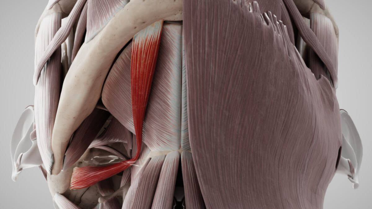 Musculus digastricus