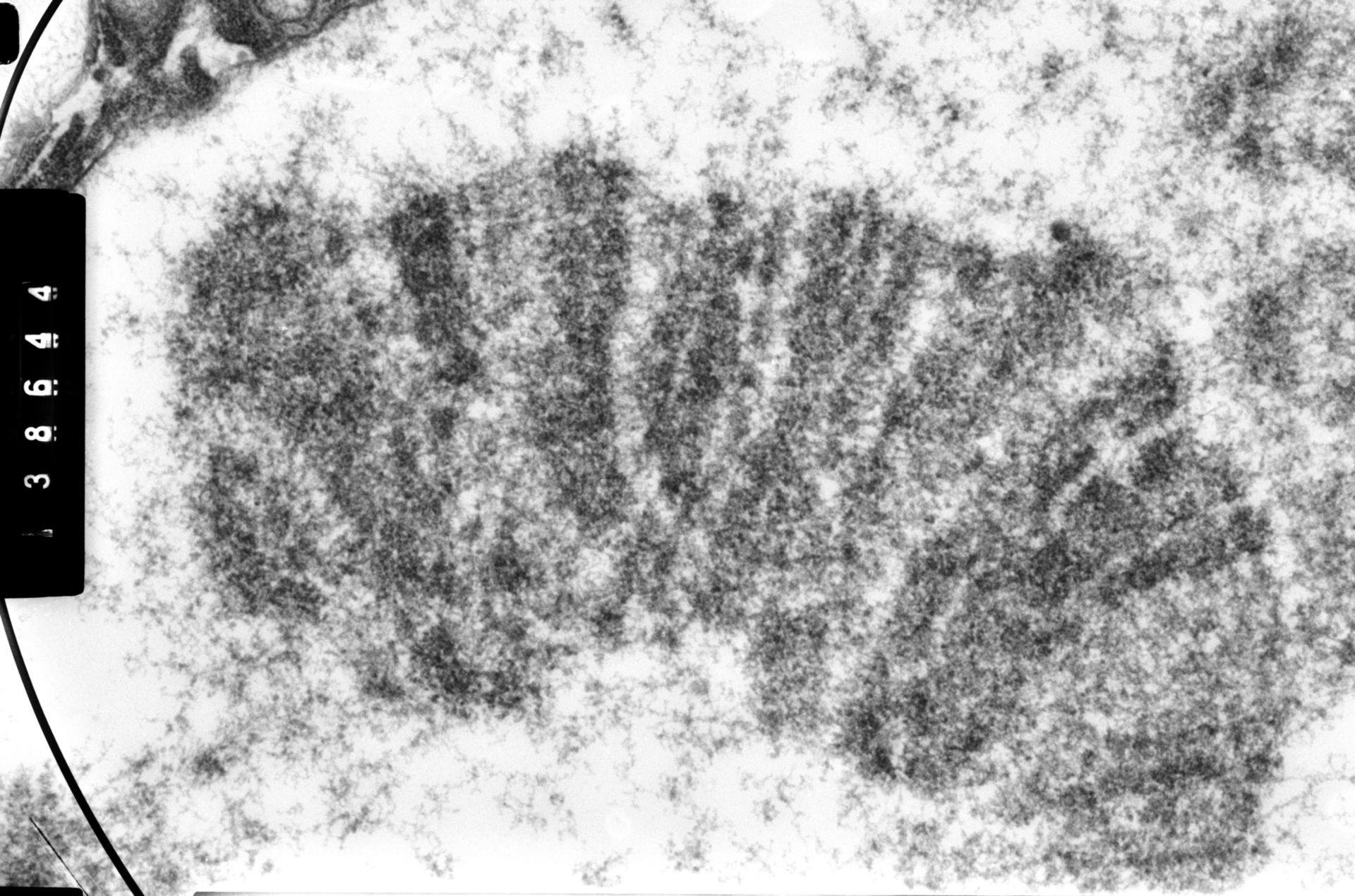 Drosophila melanogaster (Polytene chromosome) - CIL:35388