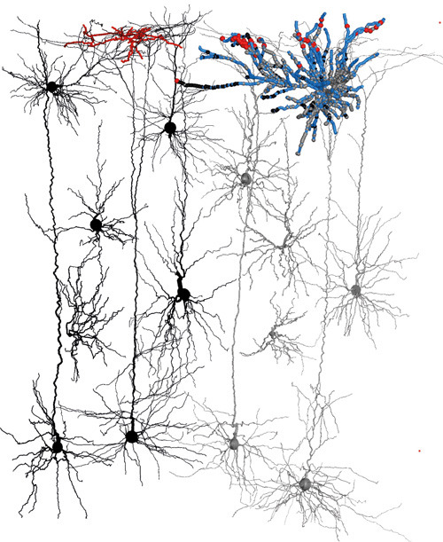 Rekonstruktion einzelner Neuronen aus dem Kortex einer Ratte. © caesar