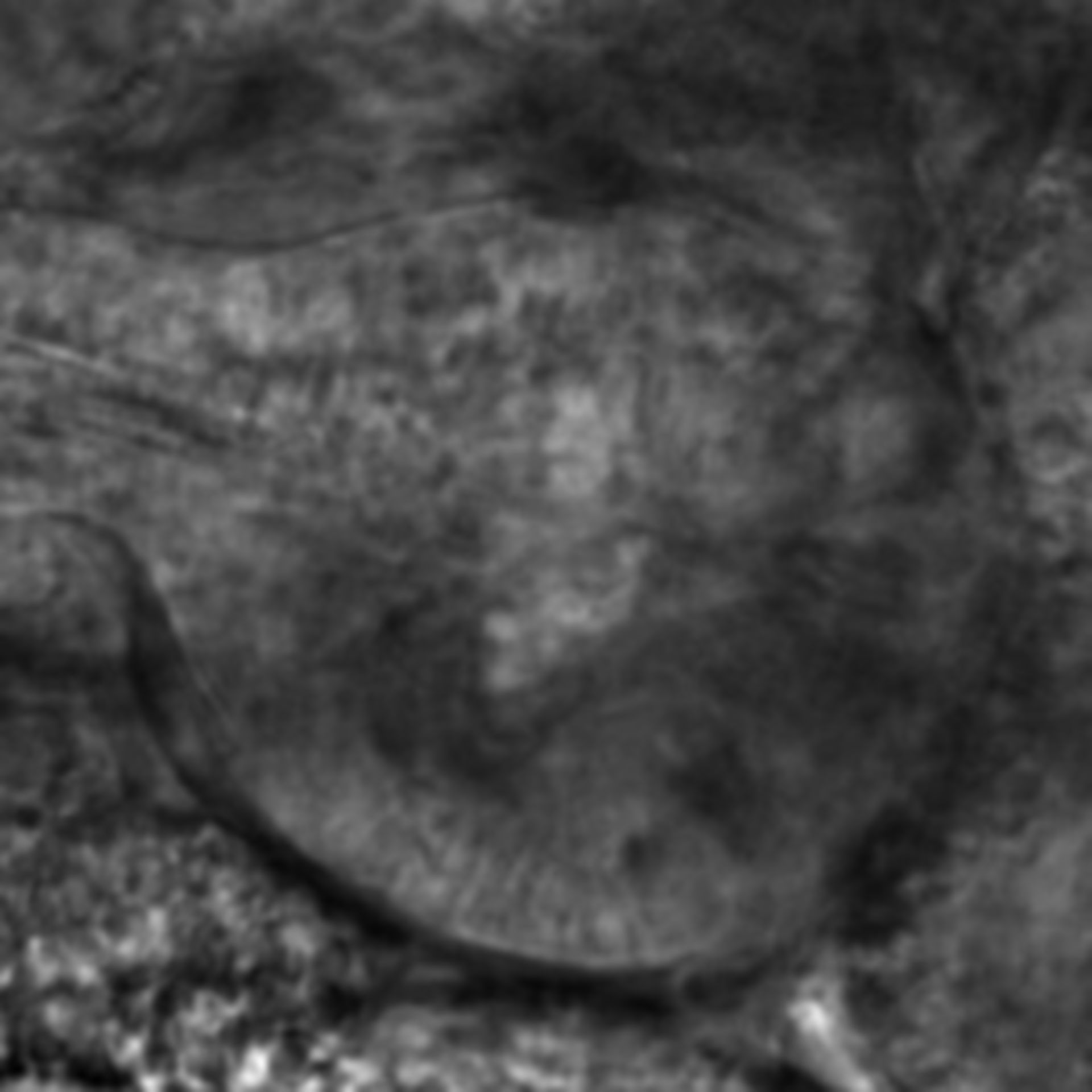 Caenorhabditis elegans - CIL:2312