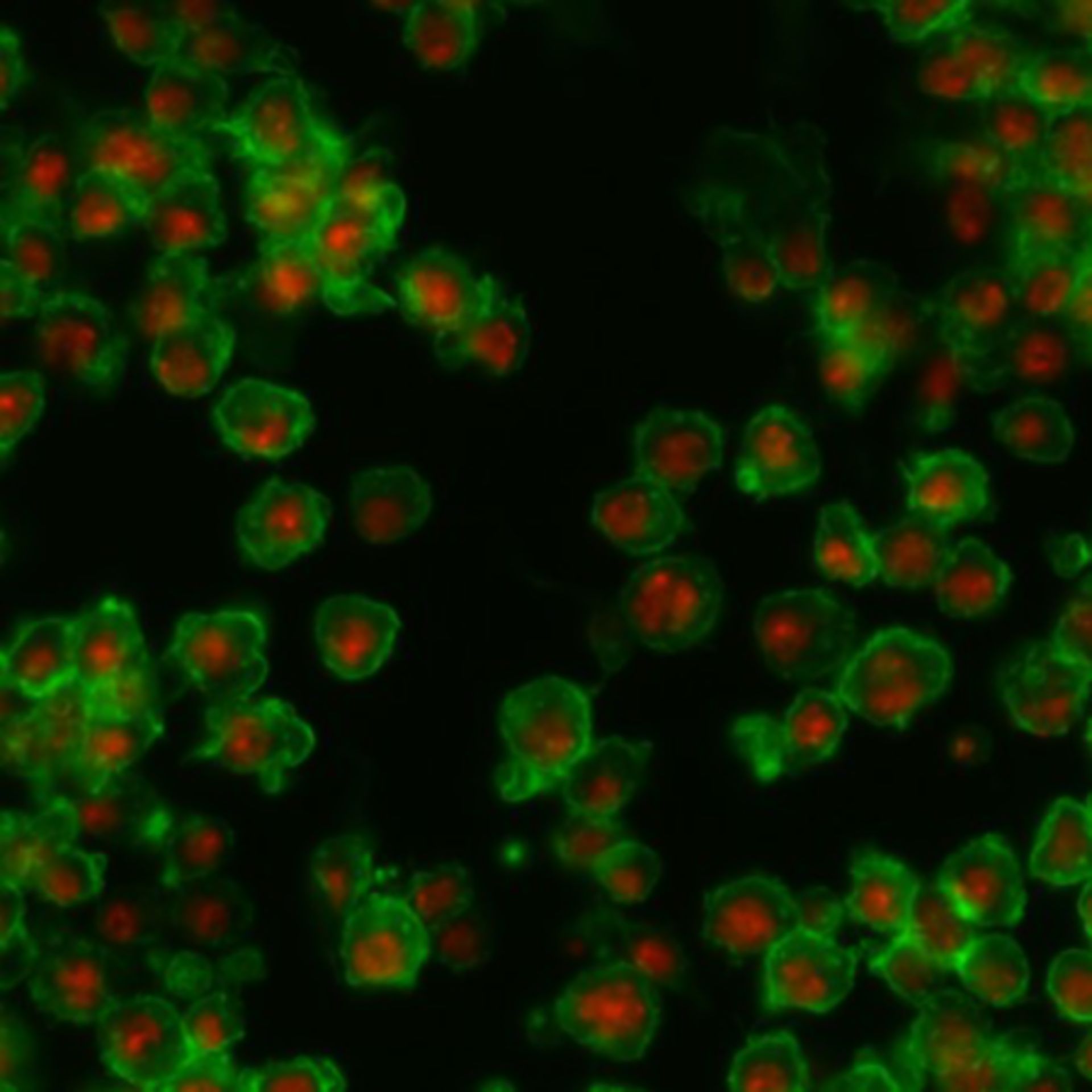 Drosophila melanogaster (Actin filament) - CIL:32131