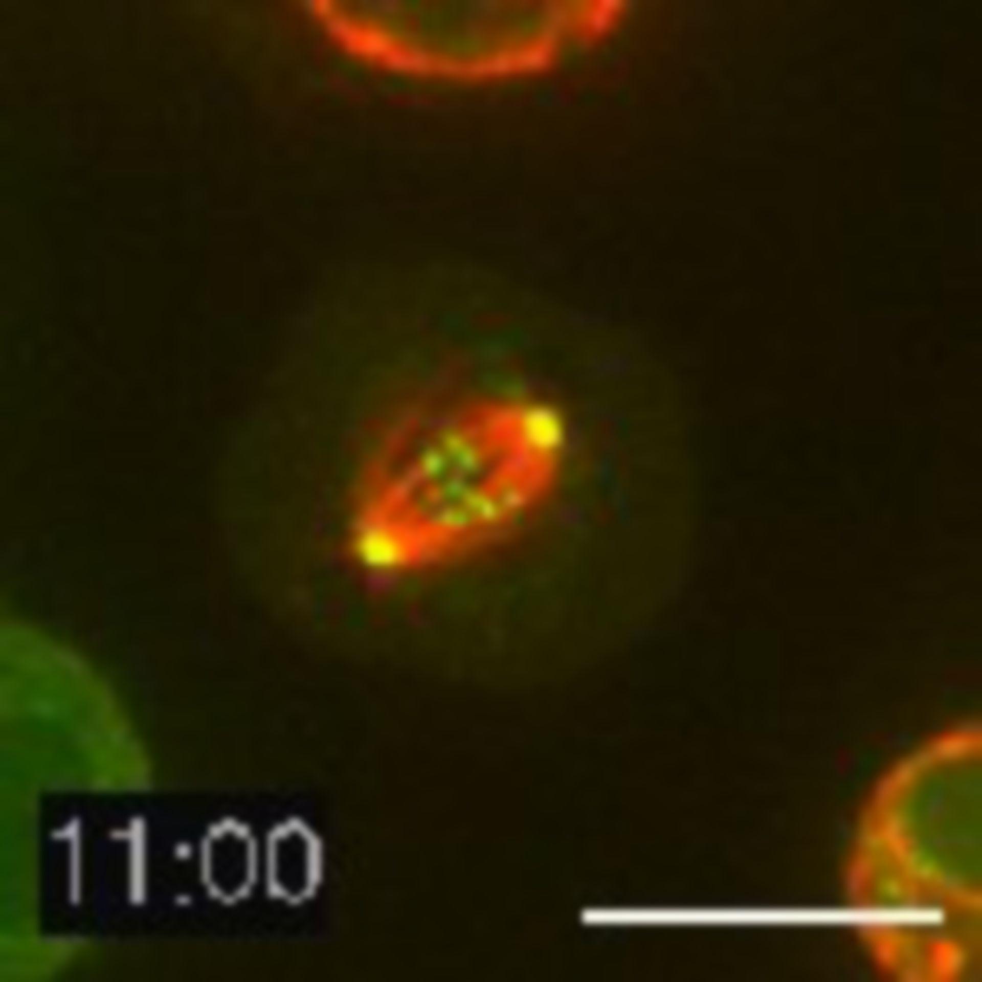 Drosophila melanogaster (Spindle) - CIL:26271